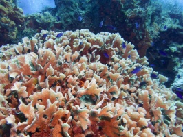 Fused Staghorm Coral IMG 4946